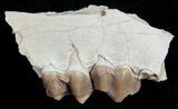 Oreodont (Merycoidodon) Jaw Section - South Dakota #10538-1